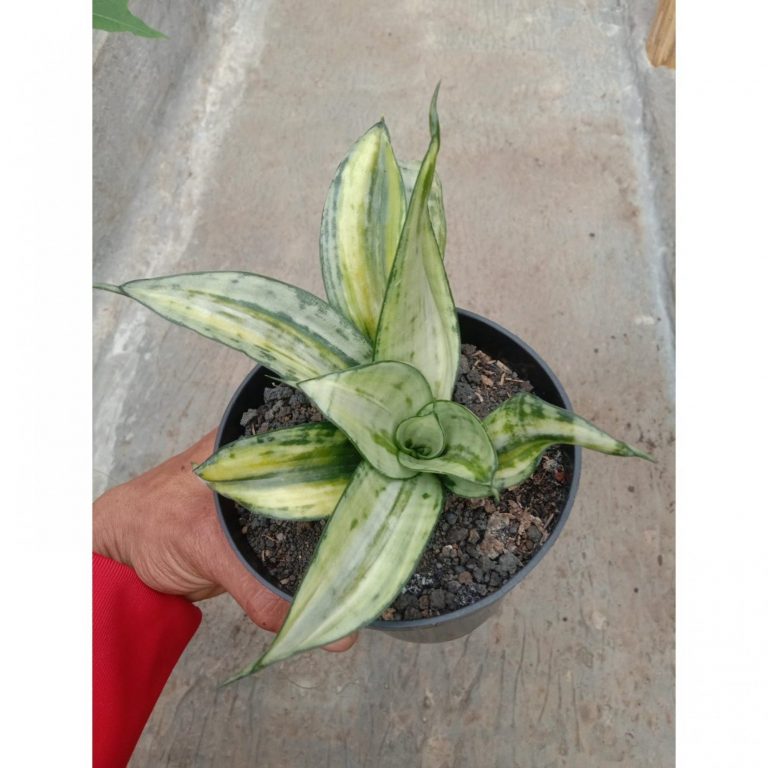 1645. Sansevieria Brazilian Black Silver Variegated