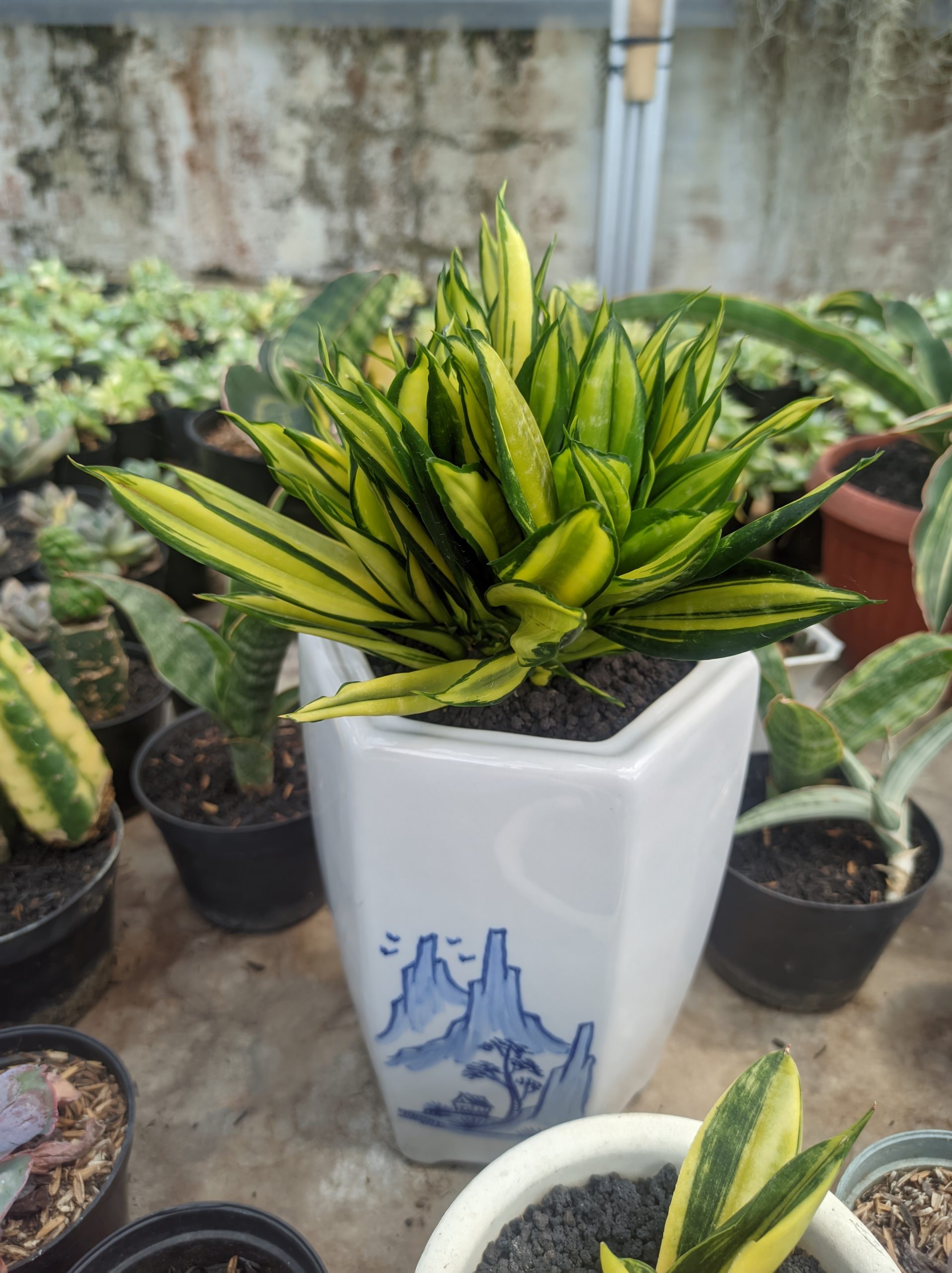 1447. Sansevieria Brazilian Black Variegated Cristata - Image 2