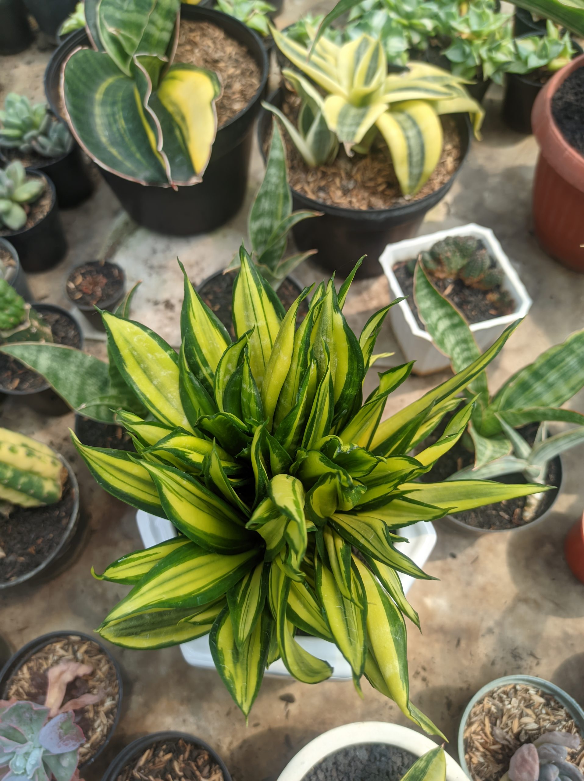 1447. Sansevieria Brazilian Black Variegated Cristata - Image 3