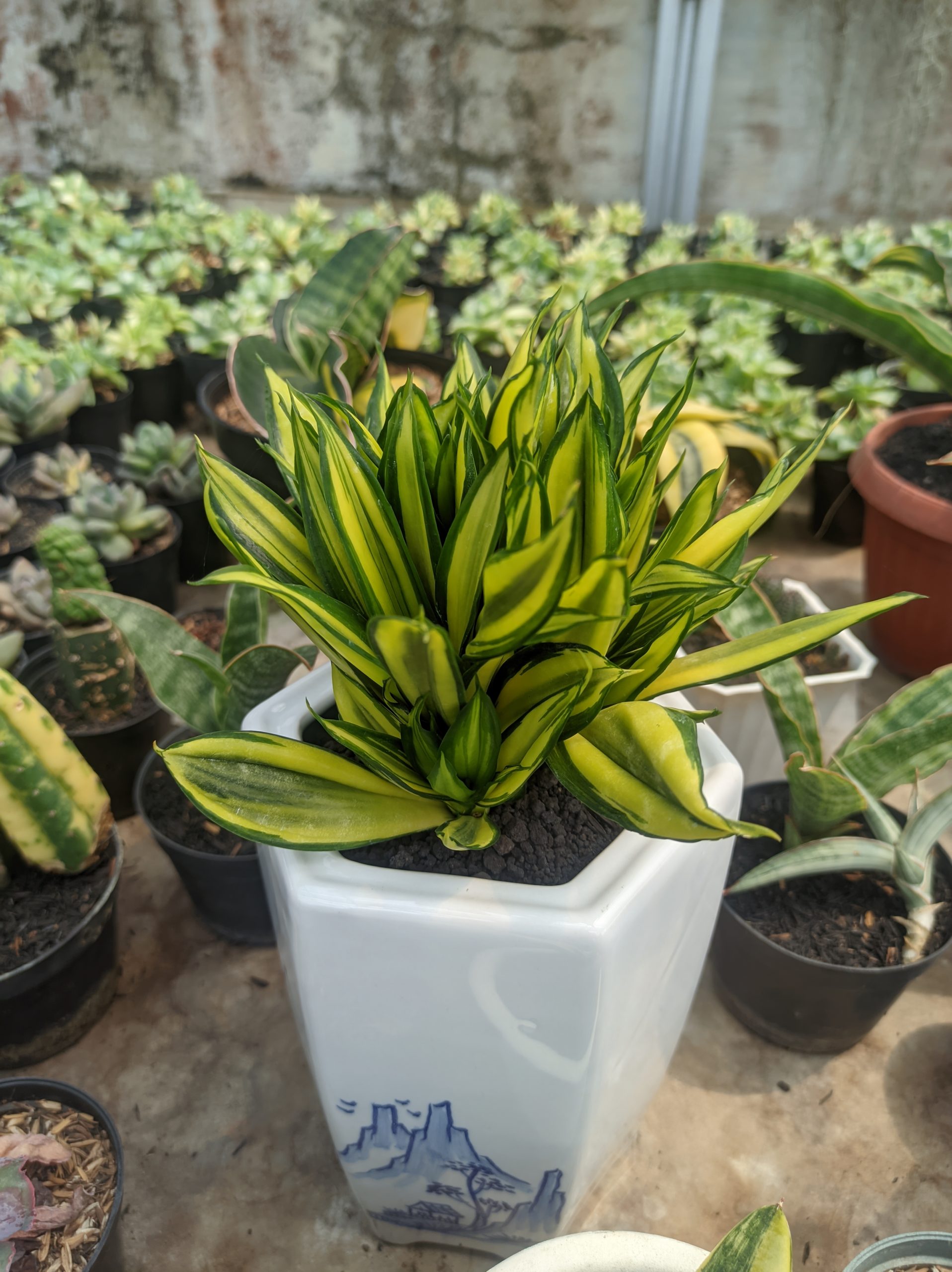 1447. Sansevieria Brazilian Black Variegated Cristata - Image 4