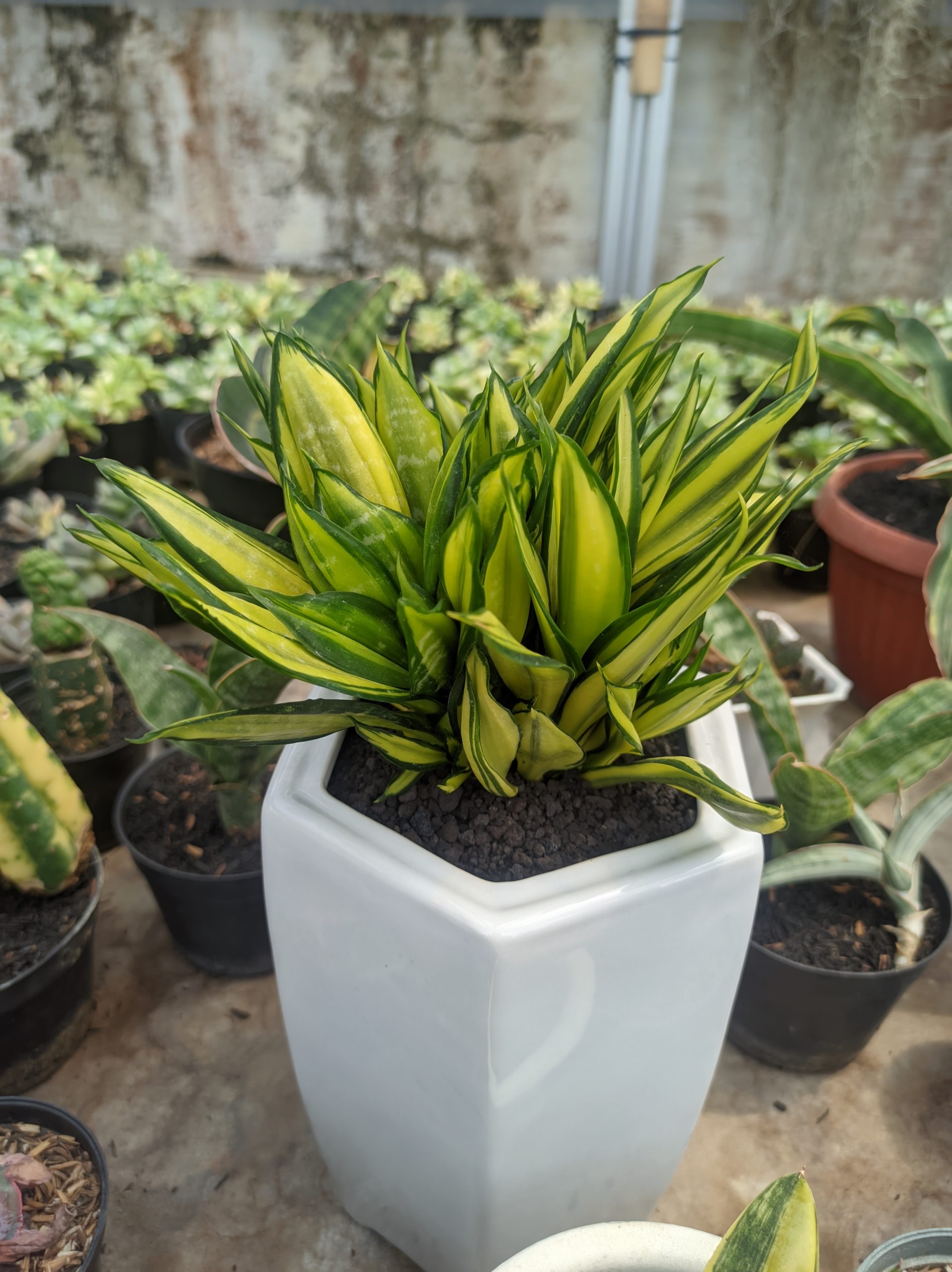 1447. Sansevieria Brazilian Black Variegated Cristata - Image 5