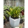 1447. Sansevieria Brazilian Black Variegated Cristata