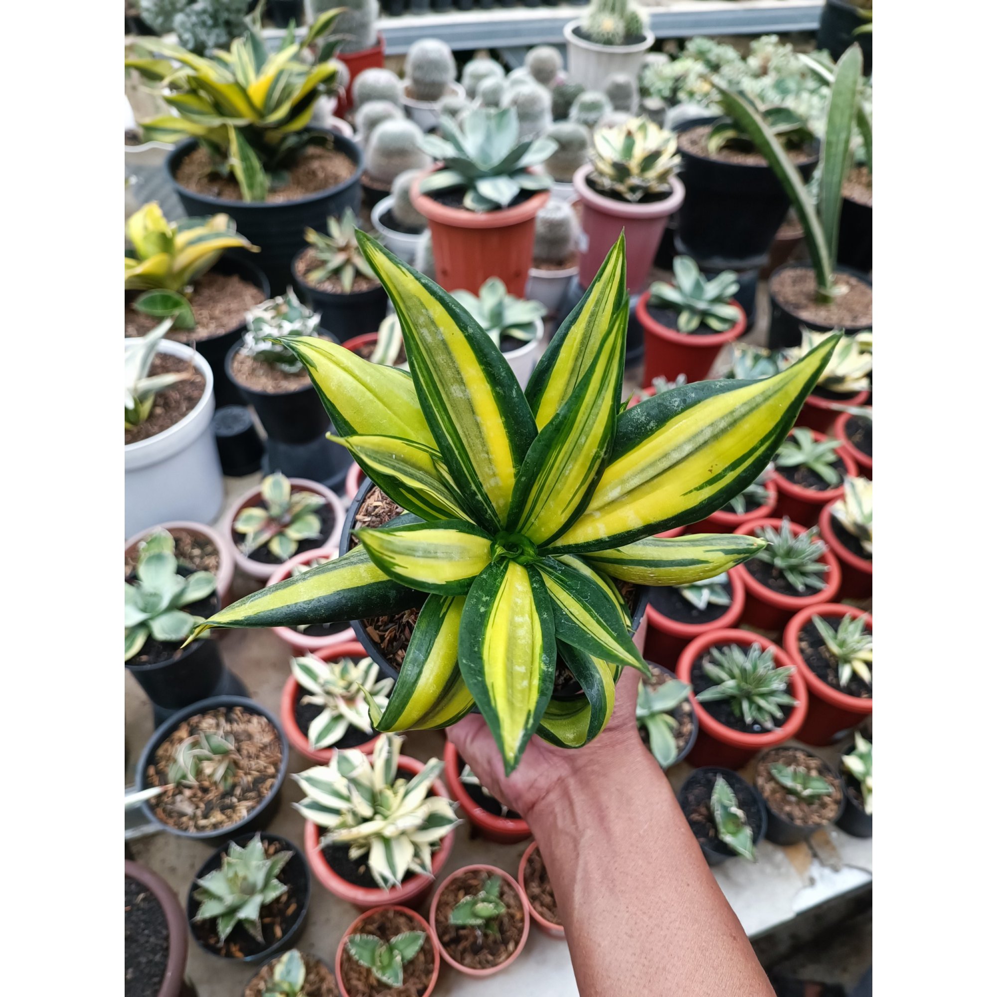 1683. Sansevieria Brazilian Black Variegated