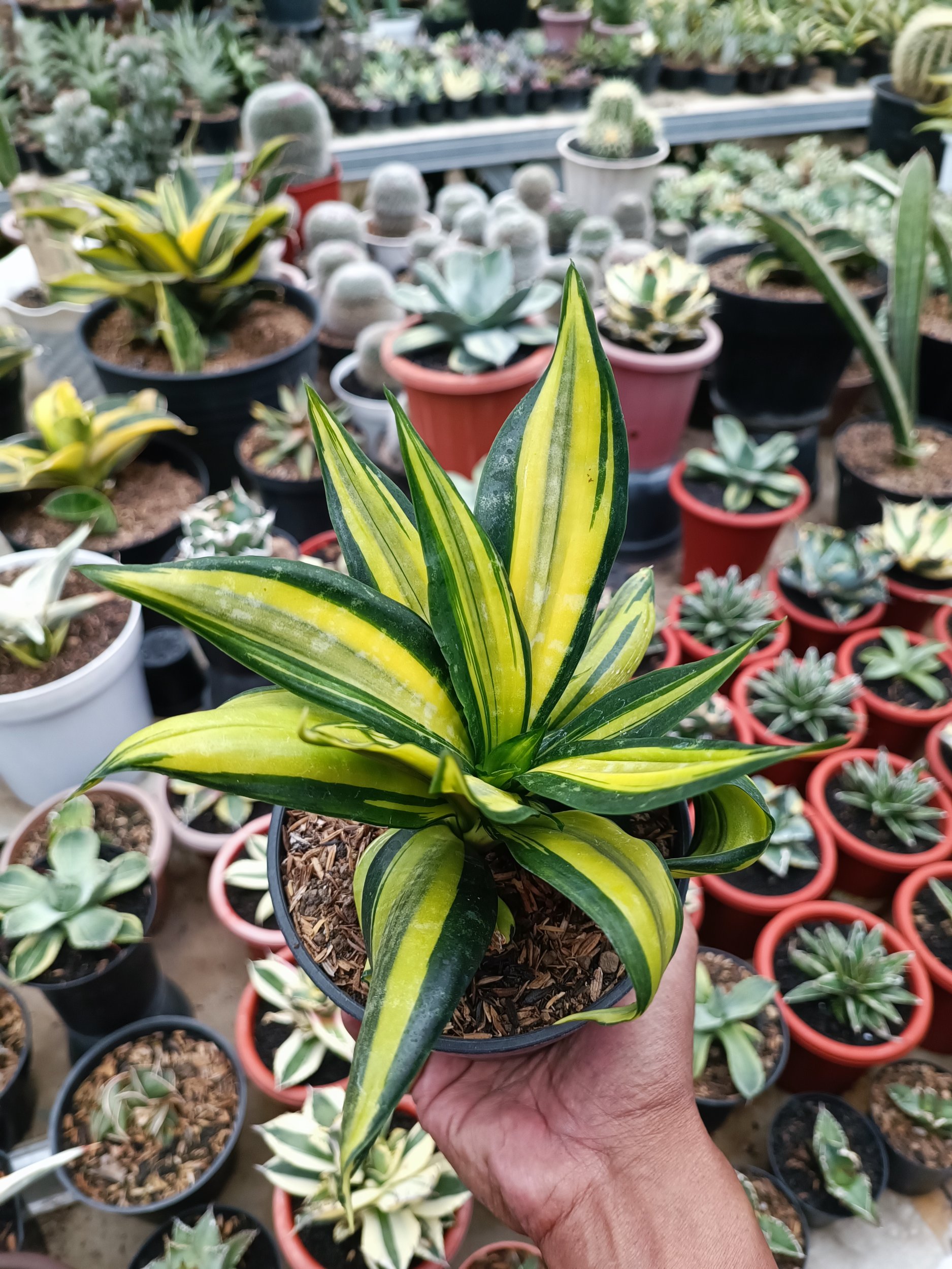 1683. Sansevieria Brazilian Black Variegated - Image 2
