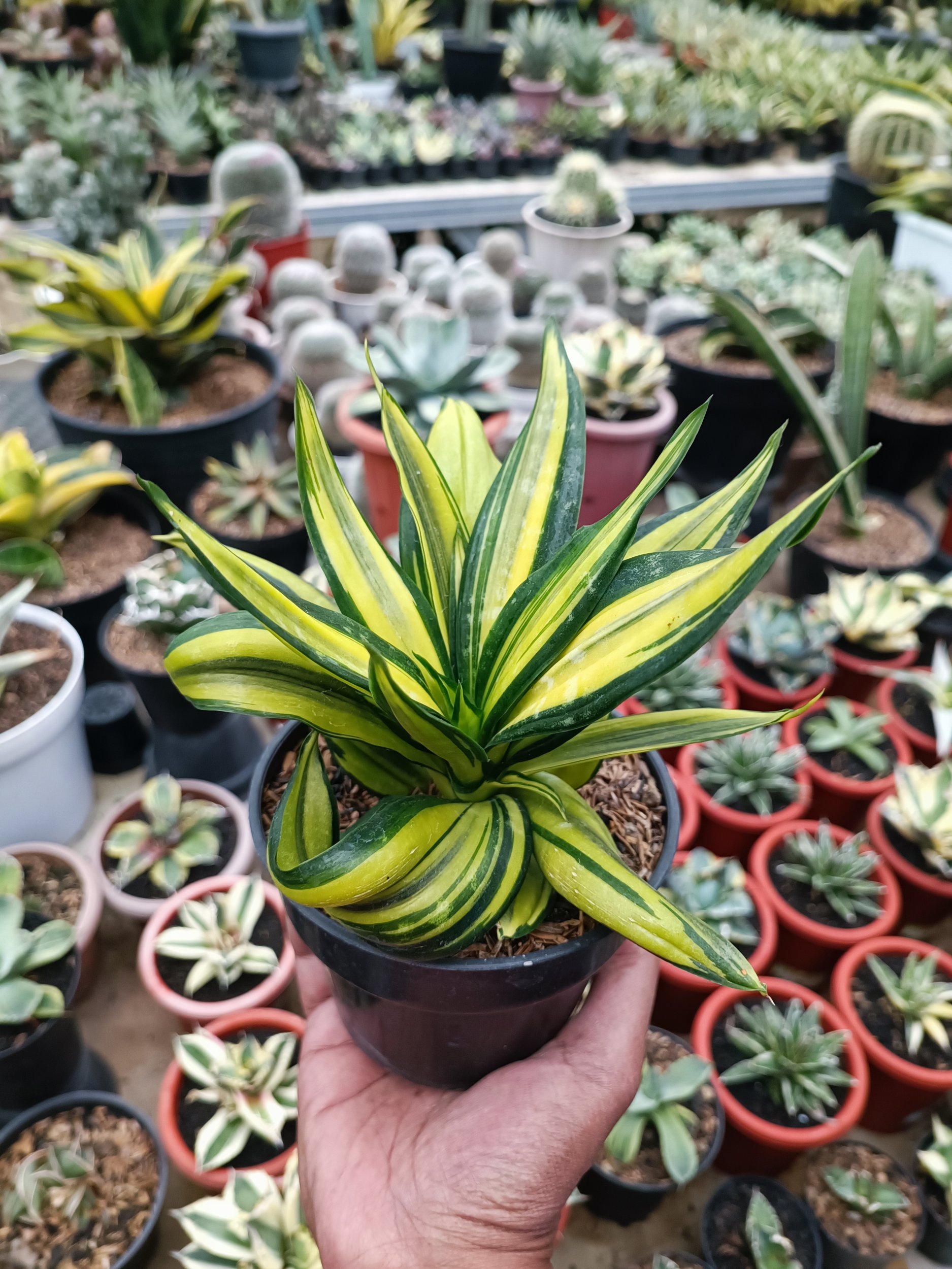 1683. Sansevieria Brazilian Black Variegated - Image 3