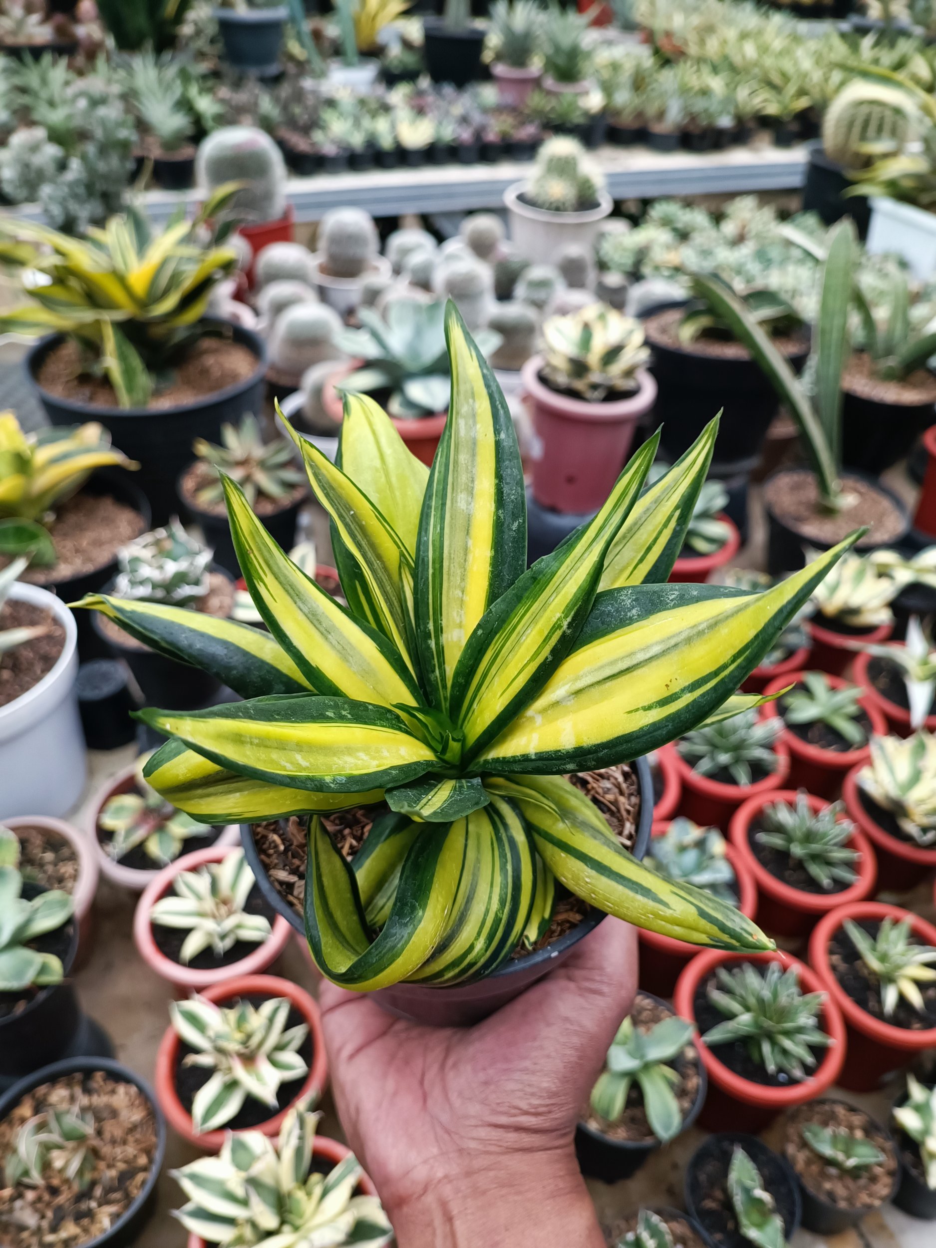 1683. Sansevieria Brazilian Black Variegated - Image 4