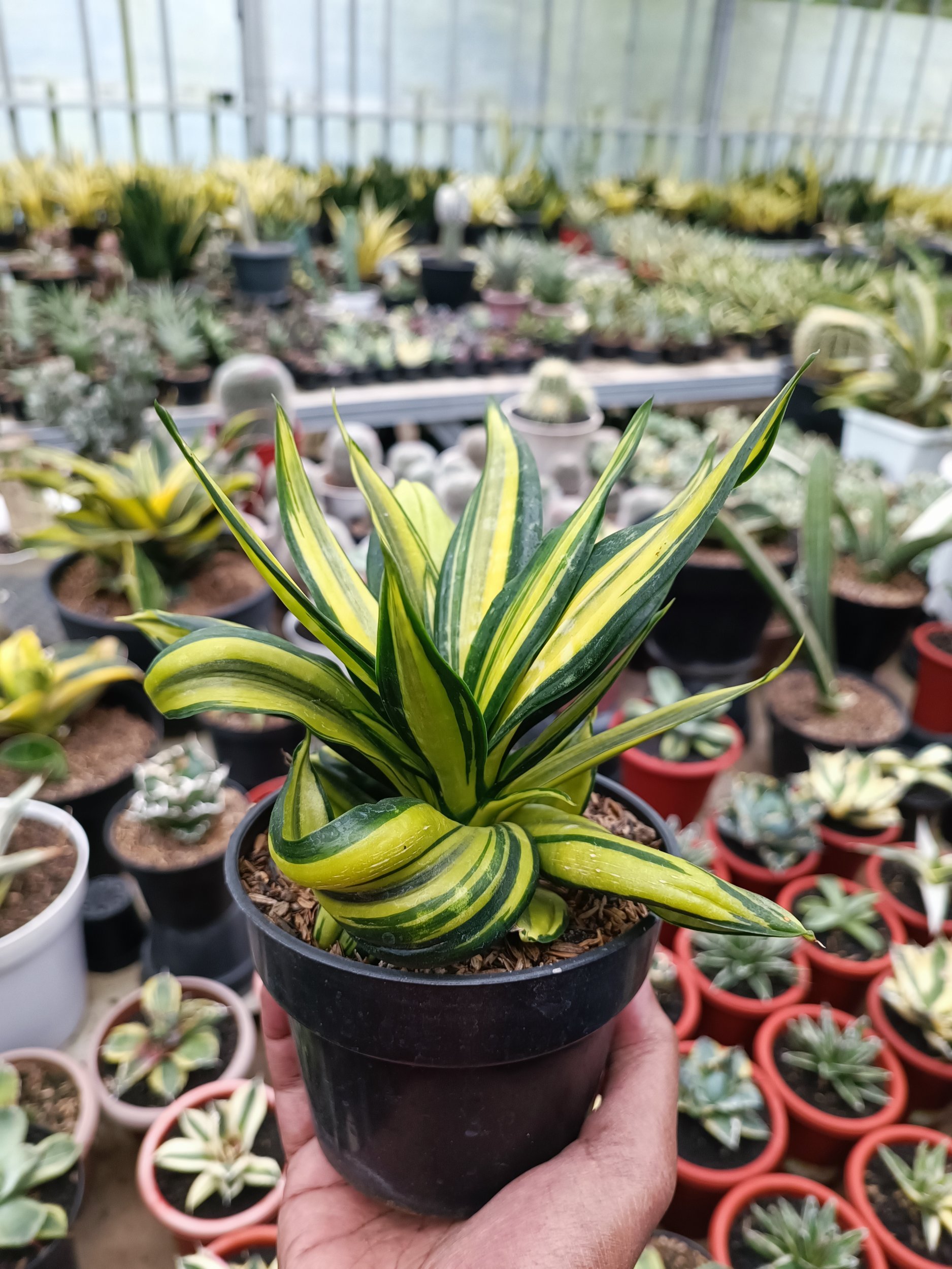 1683. Sansevieria Brazilian Black Variegated - Image 5