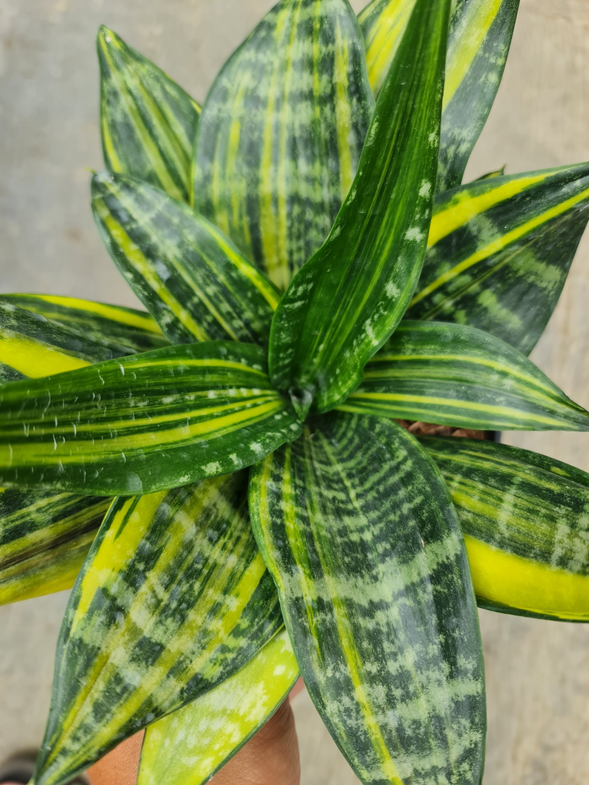 2000. Sansevieria Brazillian Black Striata Variegated - Image 2