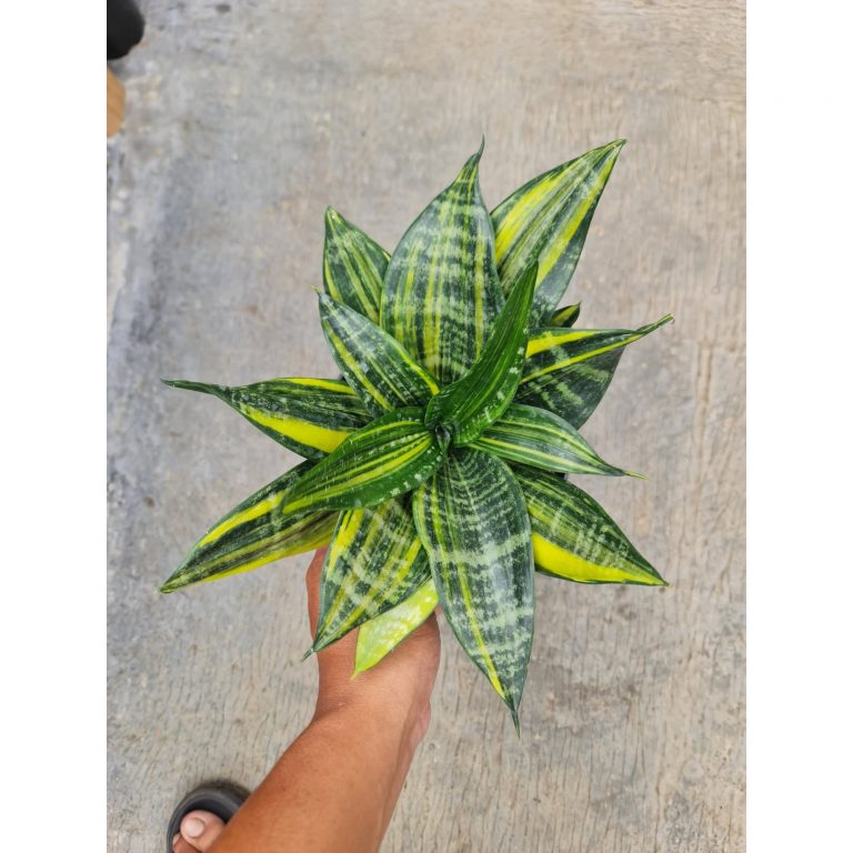 2000. Sansevieria Brazillian Black Striata Variegated