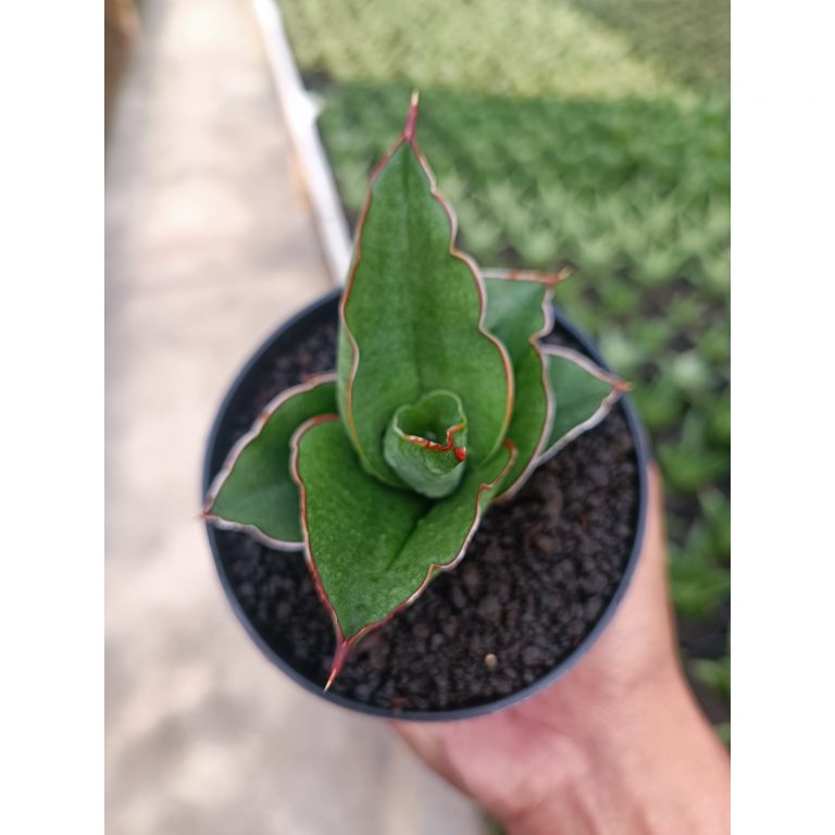1444. Sansevieria Brother