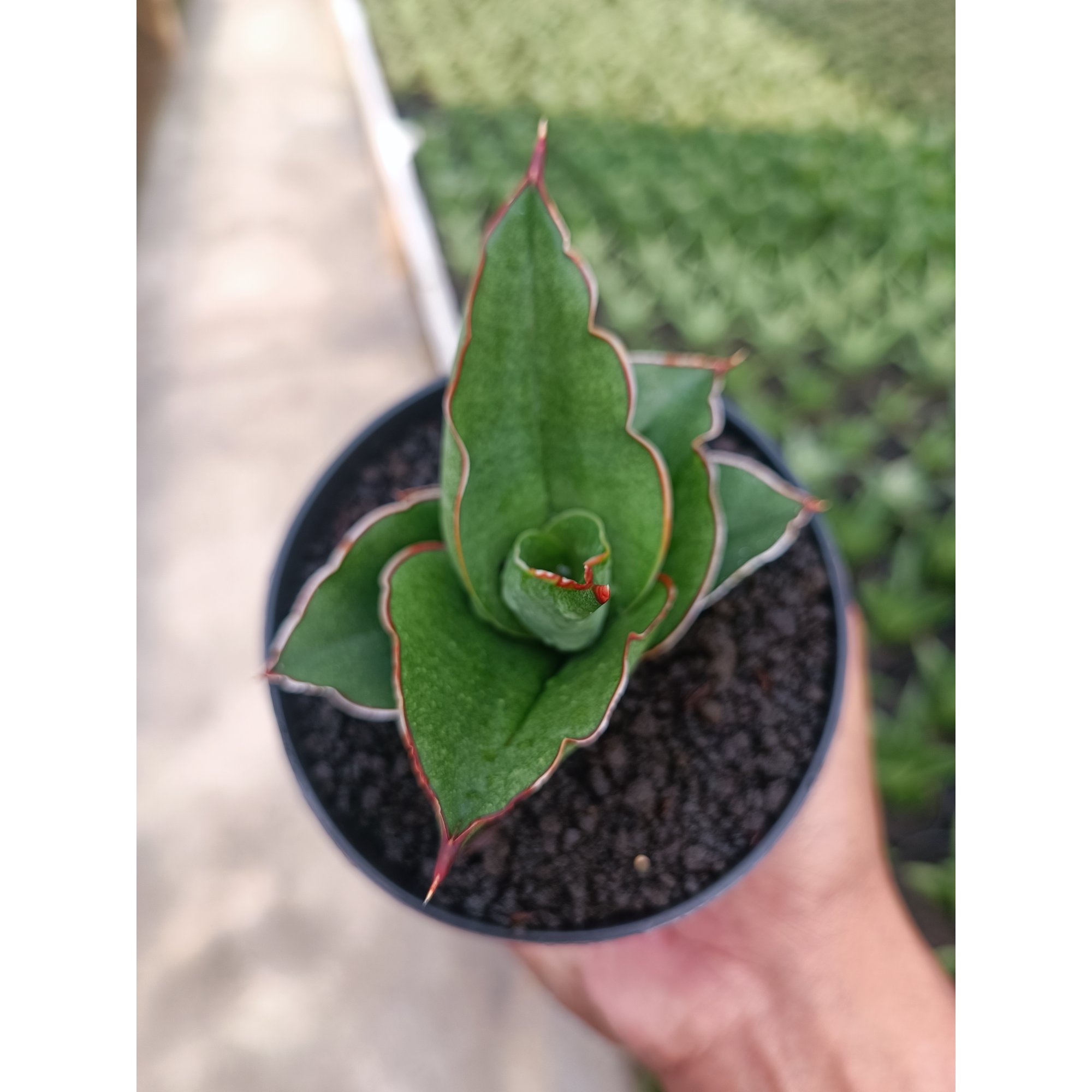 1444. Sansevieria Brother