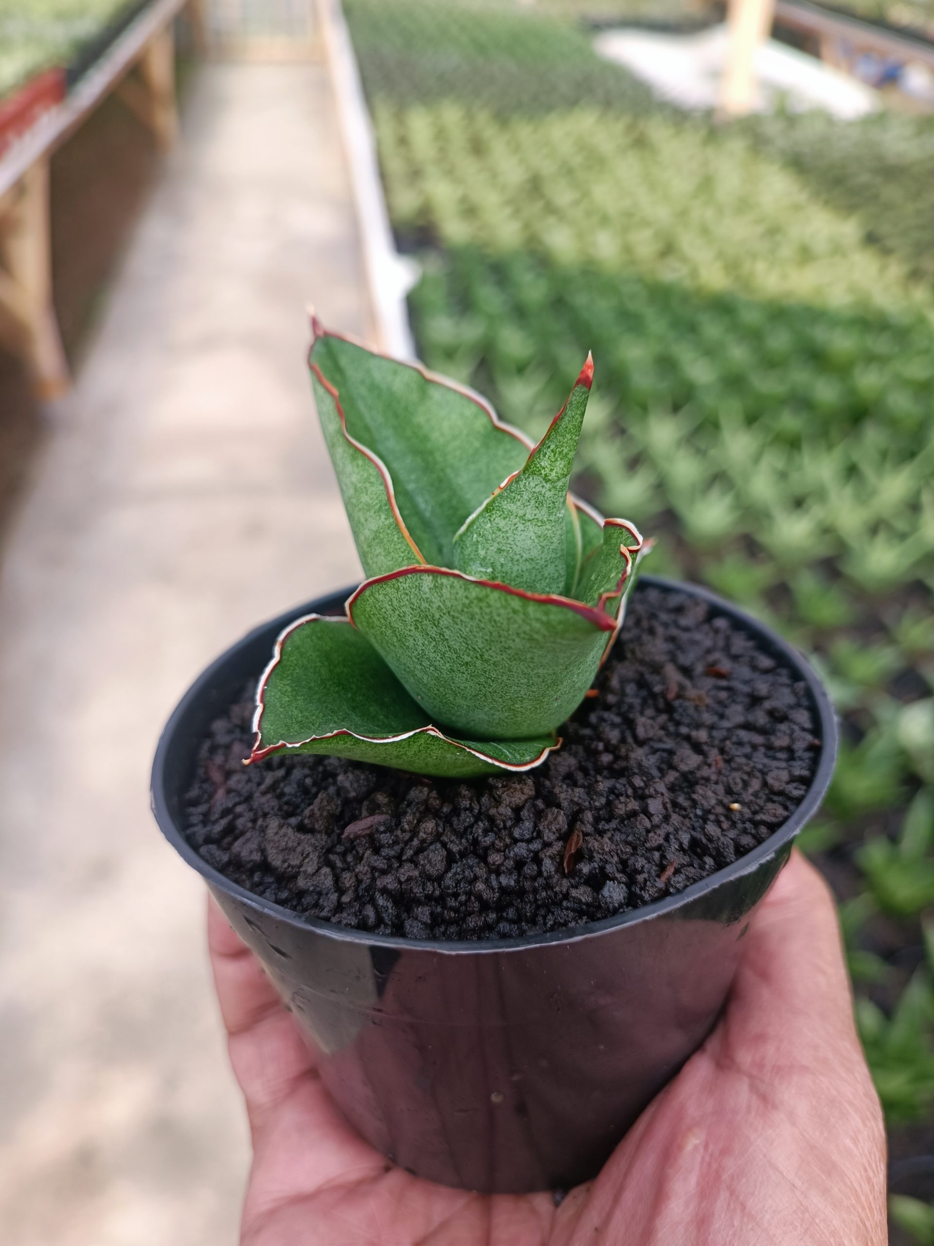 1444. Sansevieria Brother - Image 2