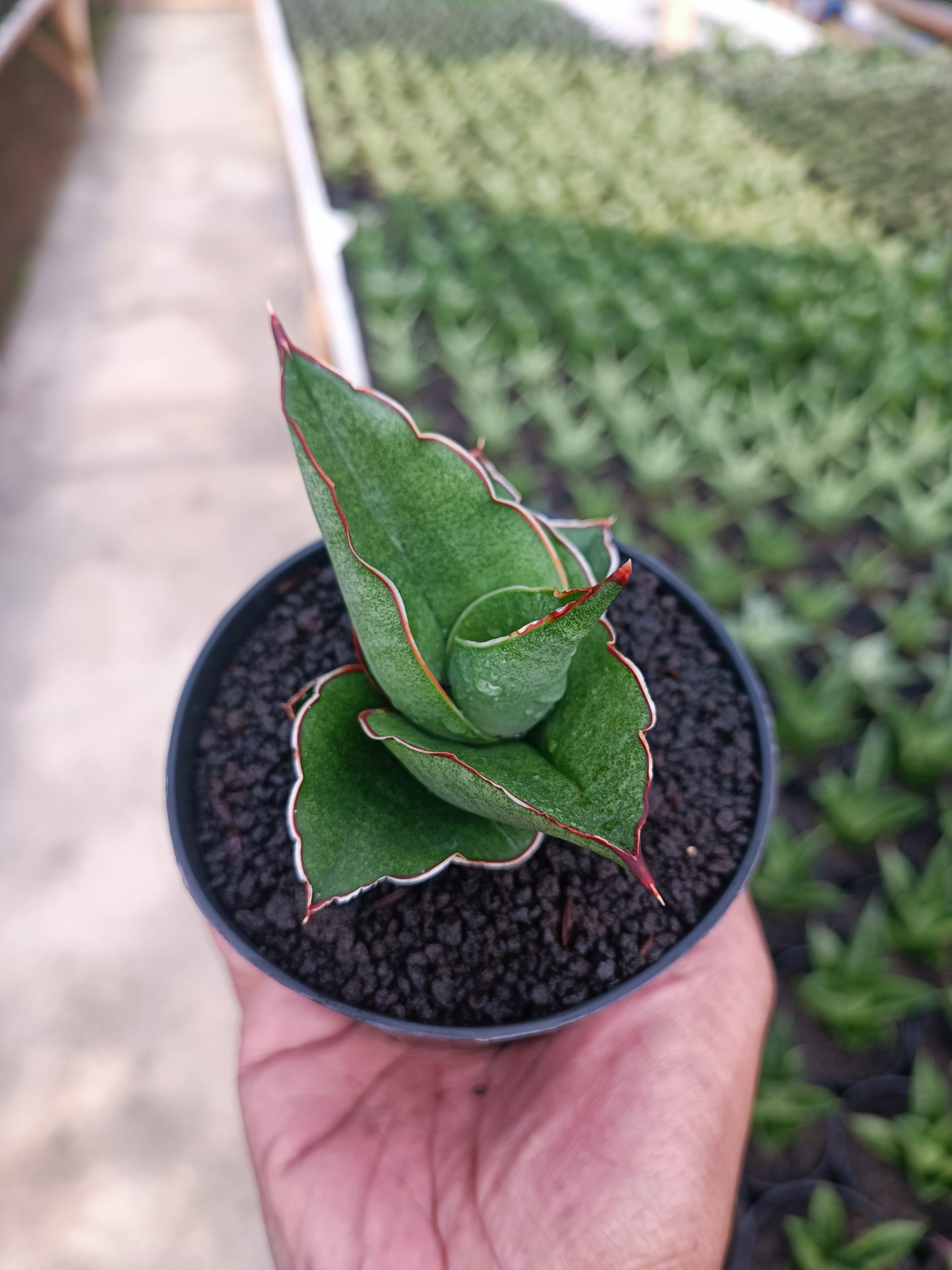 1444. Sansevieria Brother - Image 3