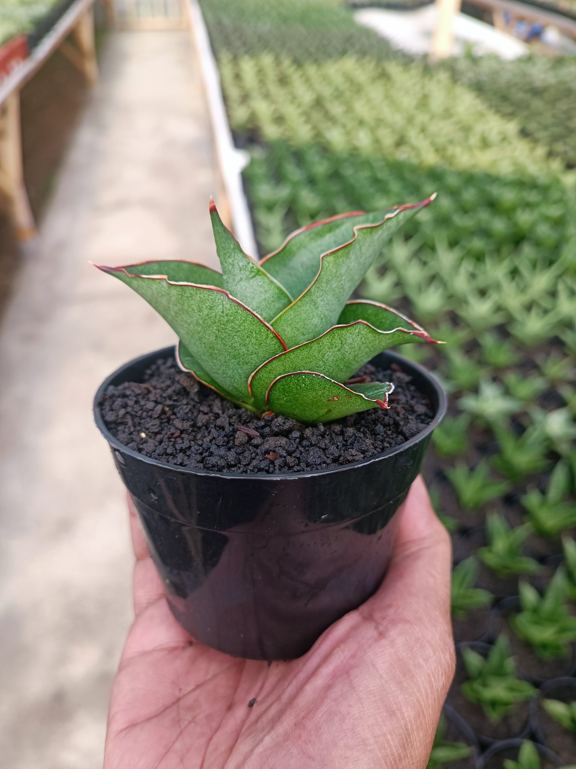 1444. Sansevieria Brother - Image 4
