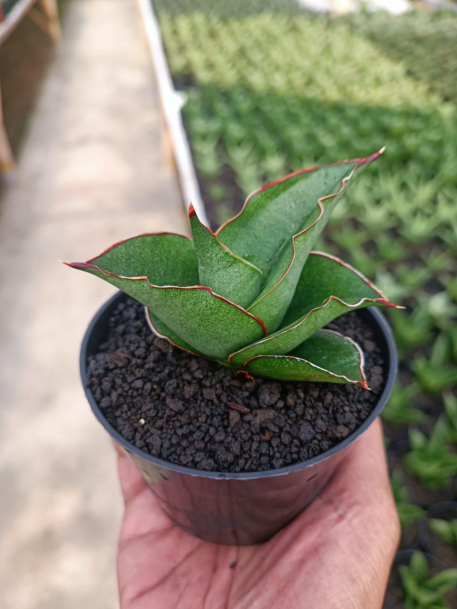 1444. Sansevieria Brother - Image 5