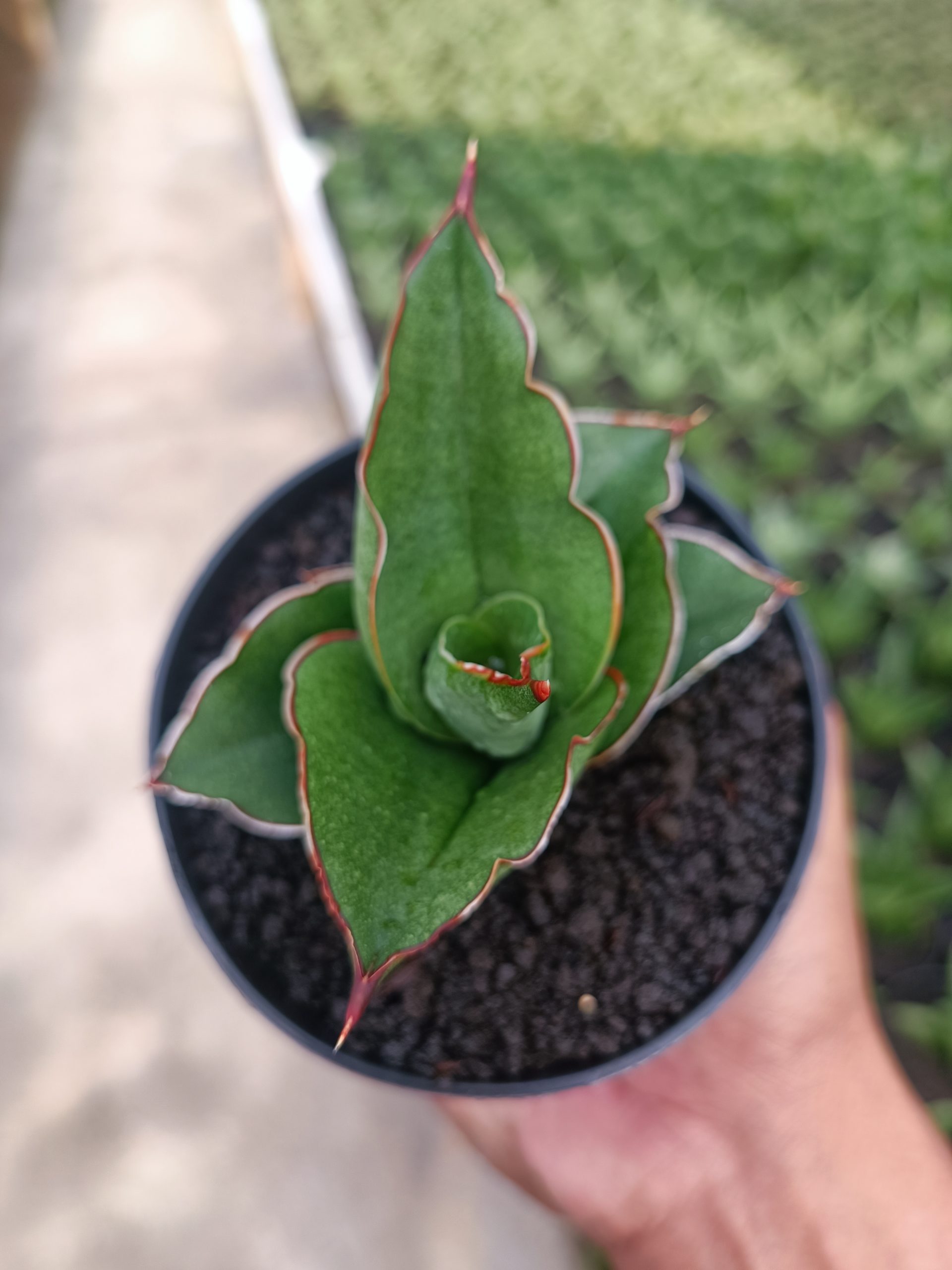 1444. Sansevieria Brother - Image 6