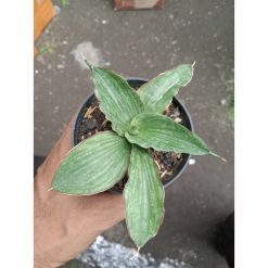 2128. Sansevieria Butho