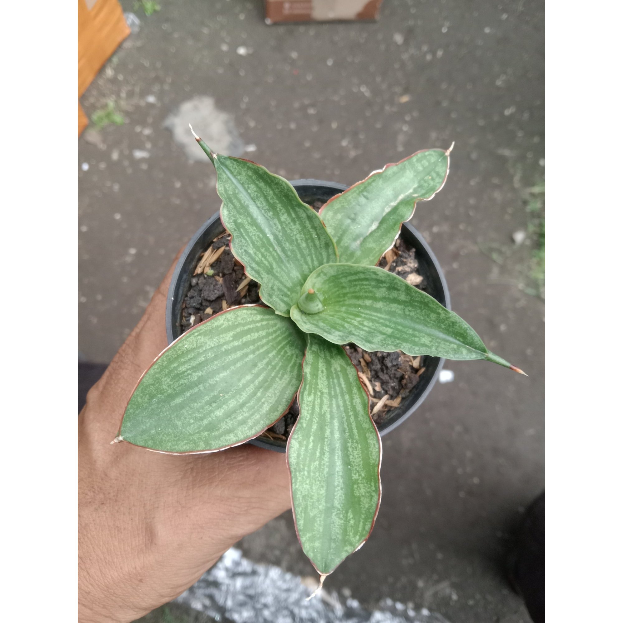 2128. Sansevieria Butho