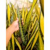 1570. Sansevieria California Mutation