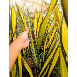 1570. Sansevieria California Mutation