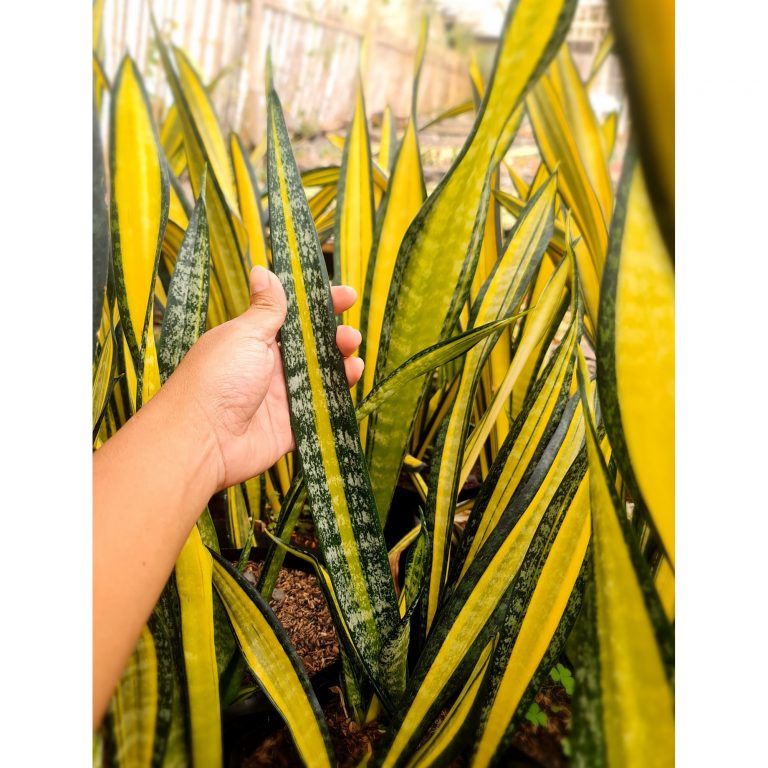 1570. Sansevieria California Mutation