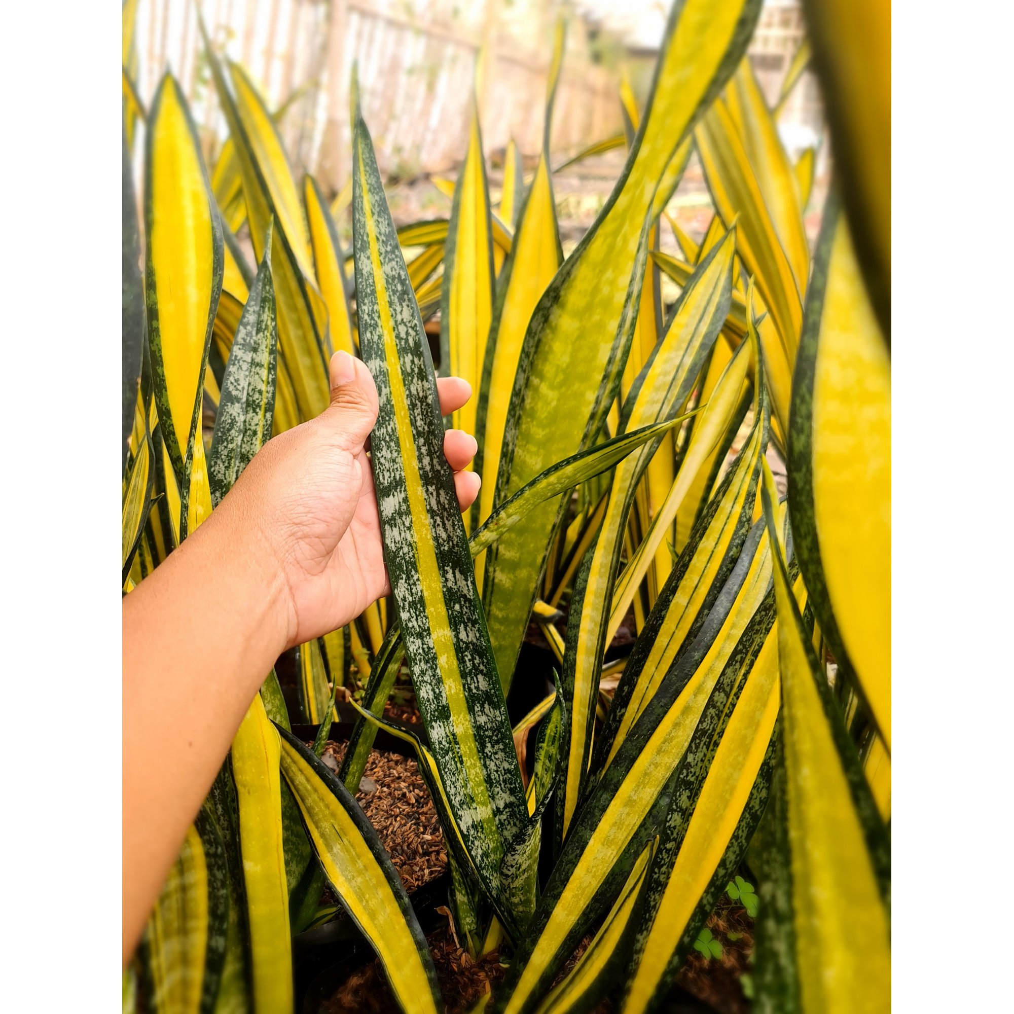 1570. Sansevieria California Mutation