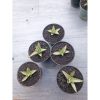 1540. Sansevieria Canin Thorut Size 8 Cm 5 Pcs