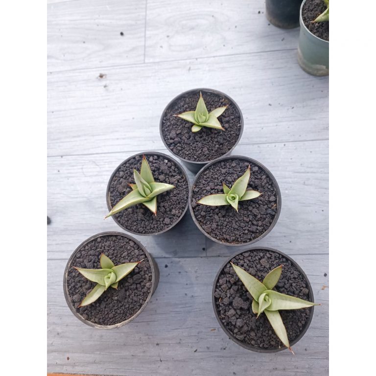 1540. Sansevieria Canin Thorut Size 8 Cm 5 Pcs