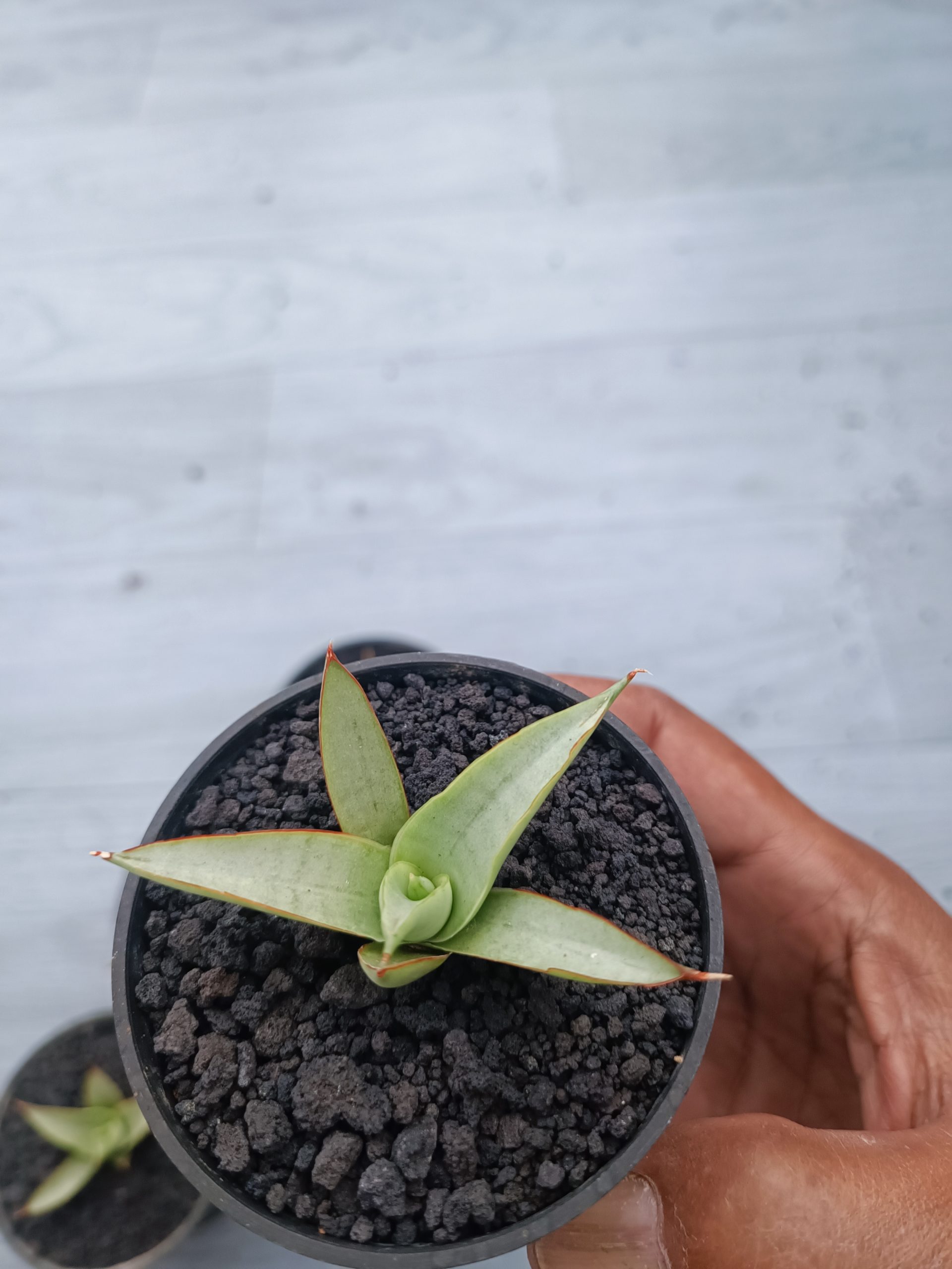 1540. Sansevieria Canin Thorut Size 8 Cm 5 Pcs - Image 2