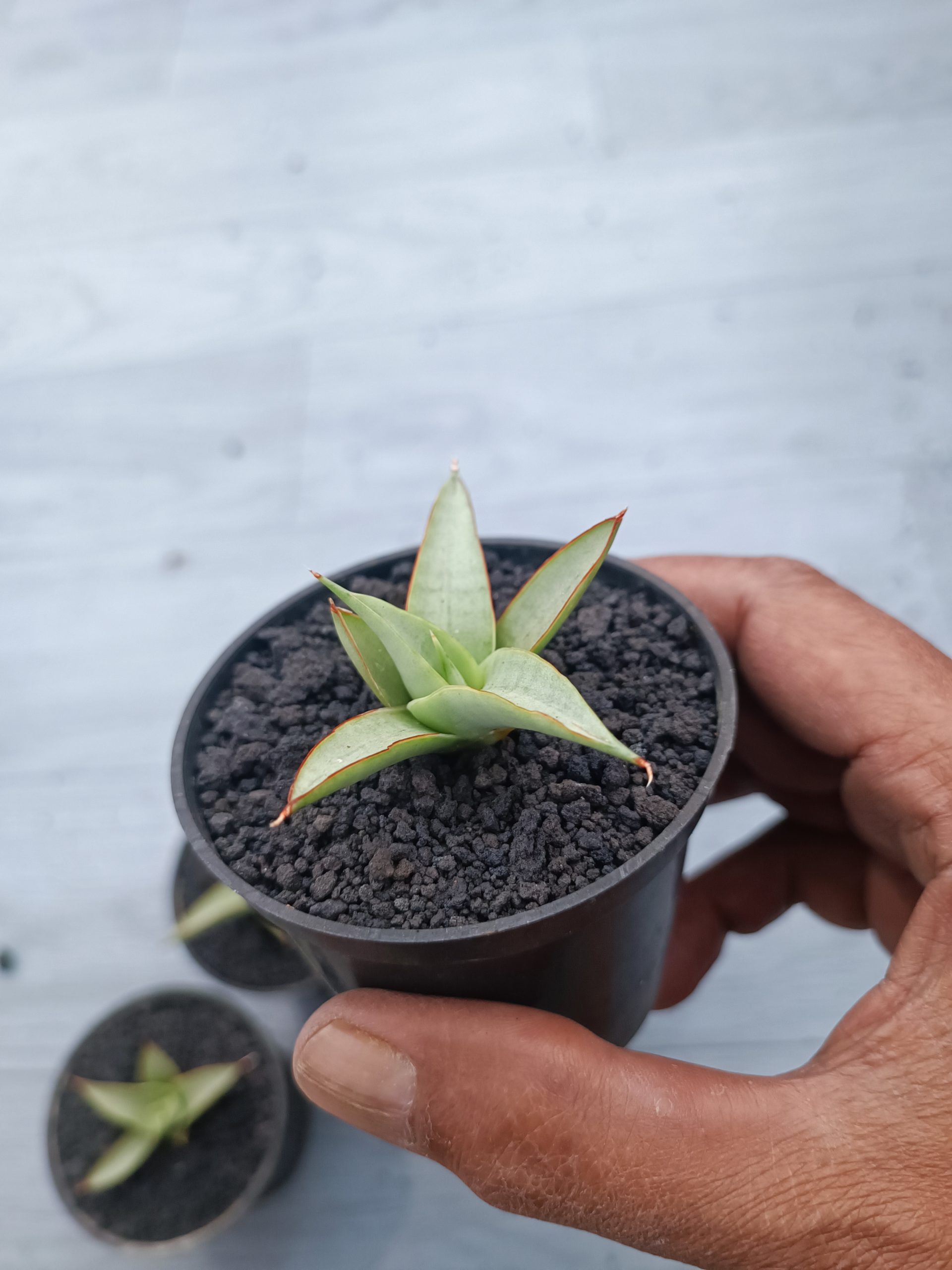 1540. Sansevieria Canin Thorut Size 8 Cm 5 Pcs - Image 3