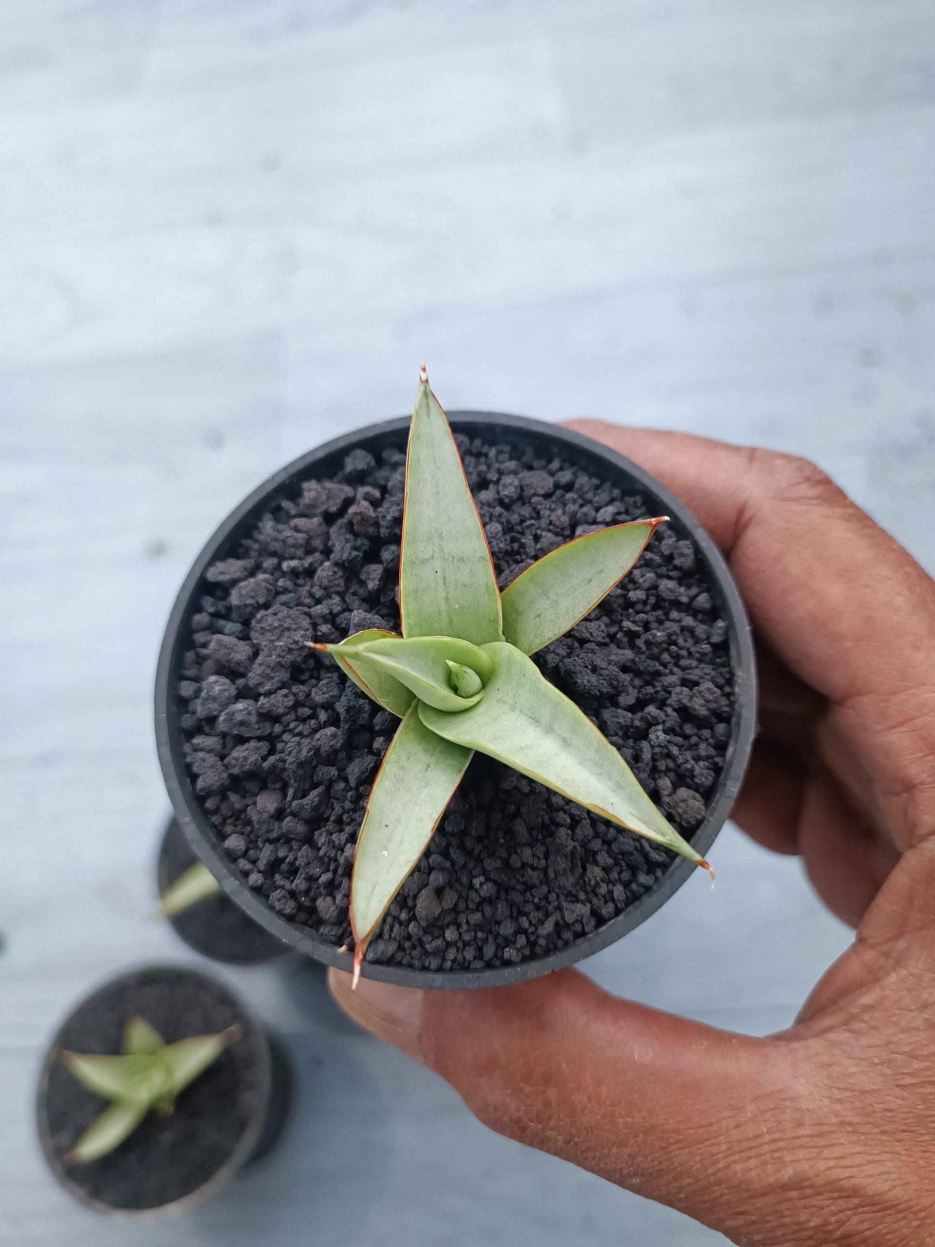1540. Sansevieria Canin Thorut Size 8 Cm 5 Pcs - Image 4