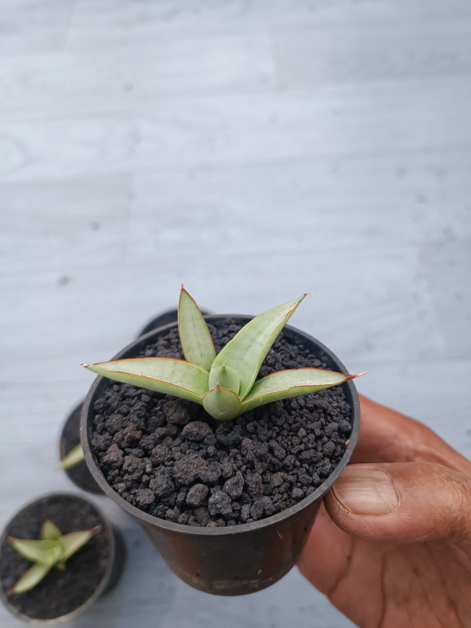 1540. Sansevieria Canin Thorut Size 8 Cm 5 Pcs - Image 5