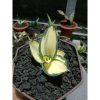 1851. Sansevieria Cellomita Mediopicta Variegated