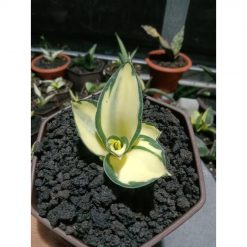 1851. Sansevieria Cellomita Mediopicta Variegated