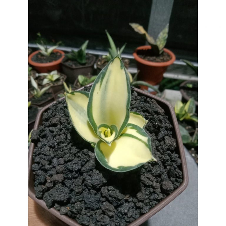 1851. Sansevieria Cellomita Mediopicta Variegated