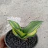 1850. Sansevieria Cellomita Variegated