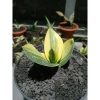 1850. Sansevieria Cellomita Variegated