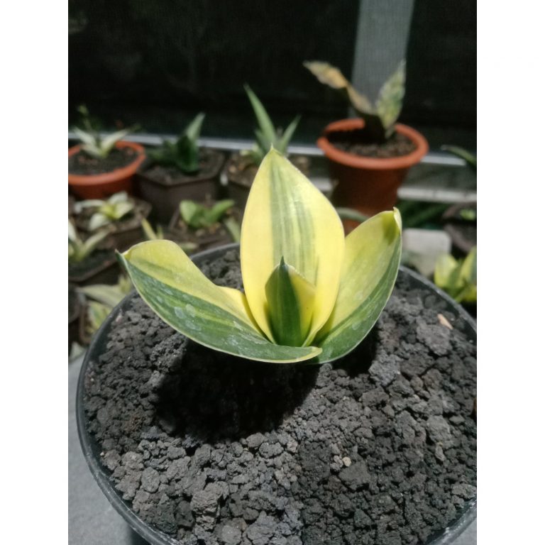 1850. Sansevieria Cellomita Variegated