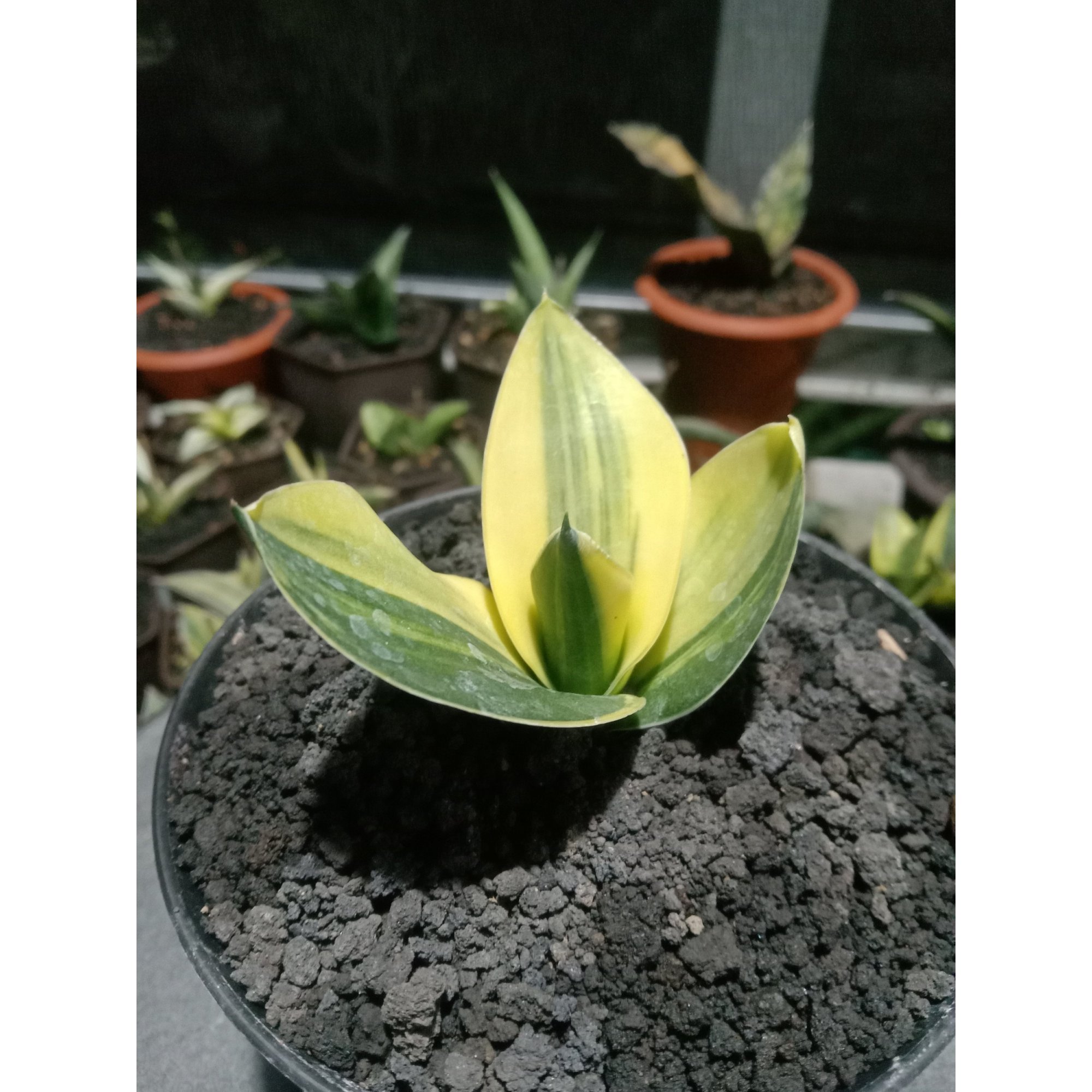 1850. Sansevieria Cellomita Variegated