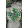 2171. Sansevieria Cetta 4 Pcs