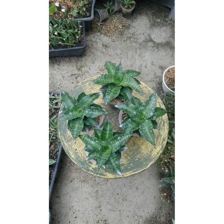 2171. Sansevieria Cetta 4 Pcs