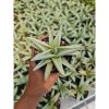 1988. Sansevieria Chanin Thorut Rosettes