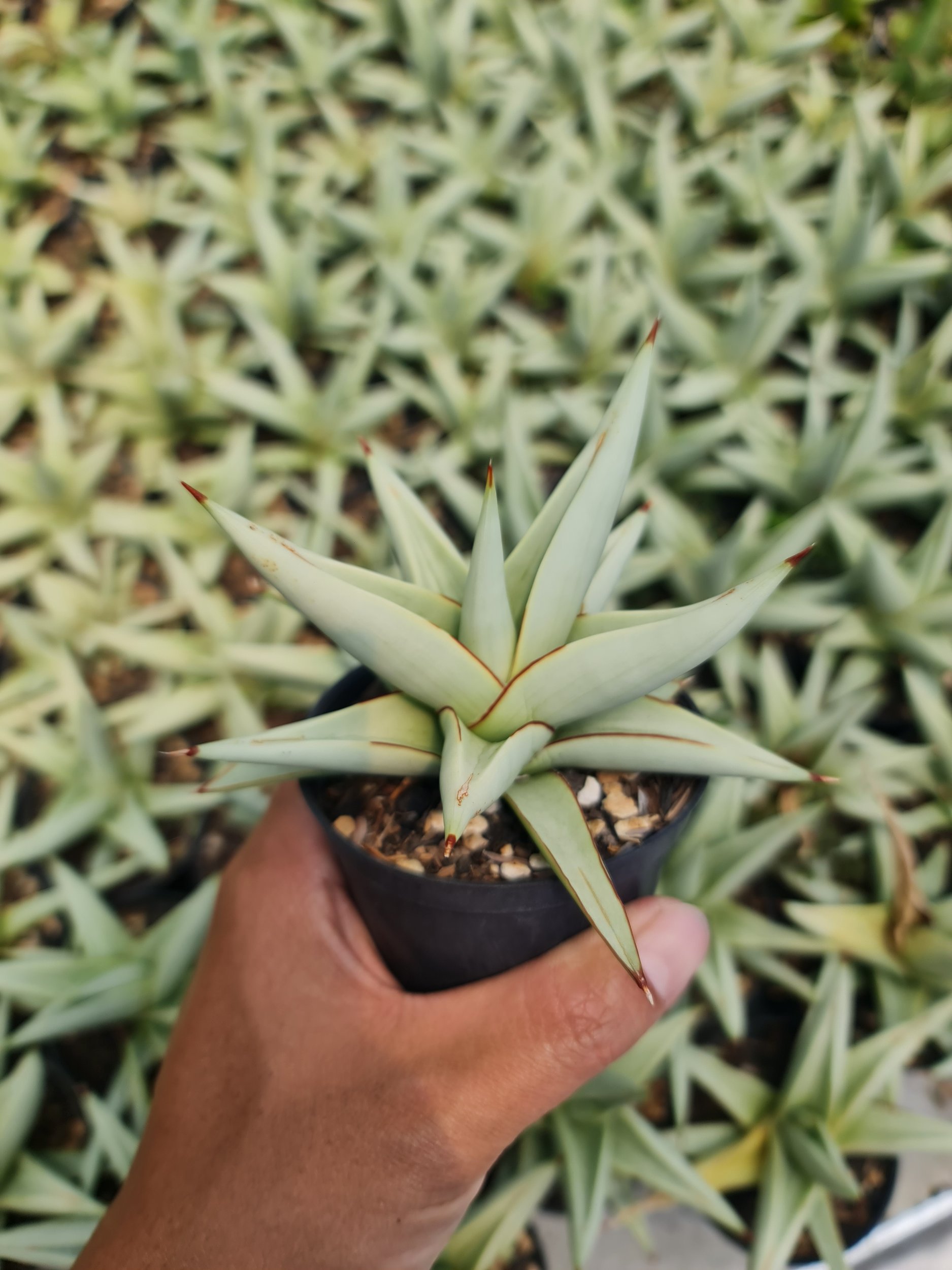 1988. Sansevieria Chanin Thorut Rosettes - Image 2