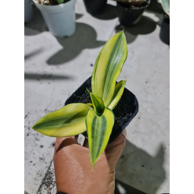 1778. Sansevieria Chelomita Aurea