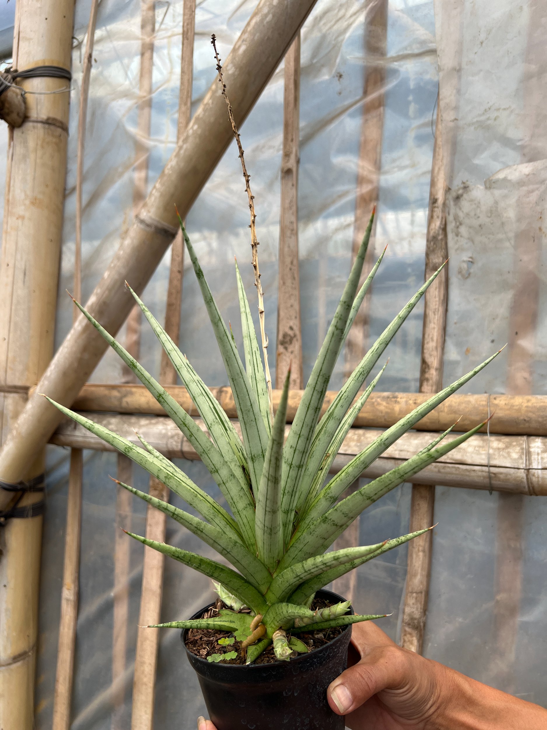 1641. Sansevieria Cinta Size 30 Cm - Image 2