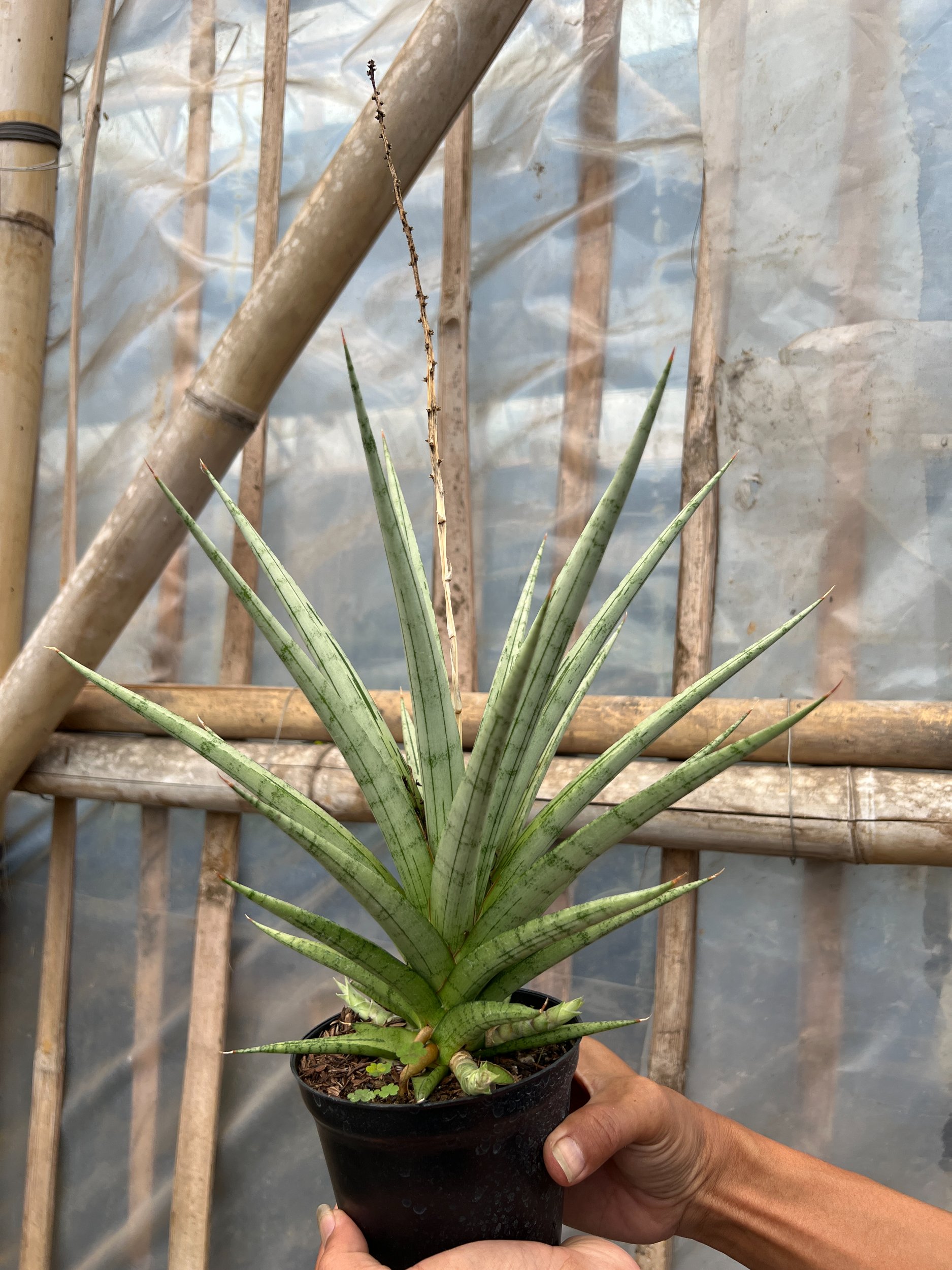 1641. Sansevieria Cinta Size 30 Cm - Image 3