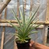 1641. Sansevieria Cinta Size 30 Cm