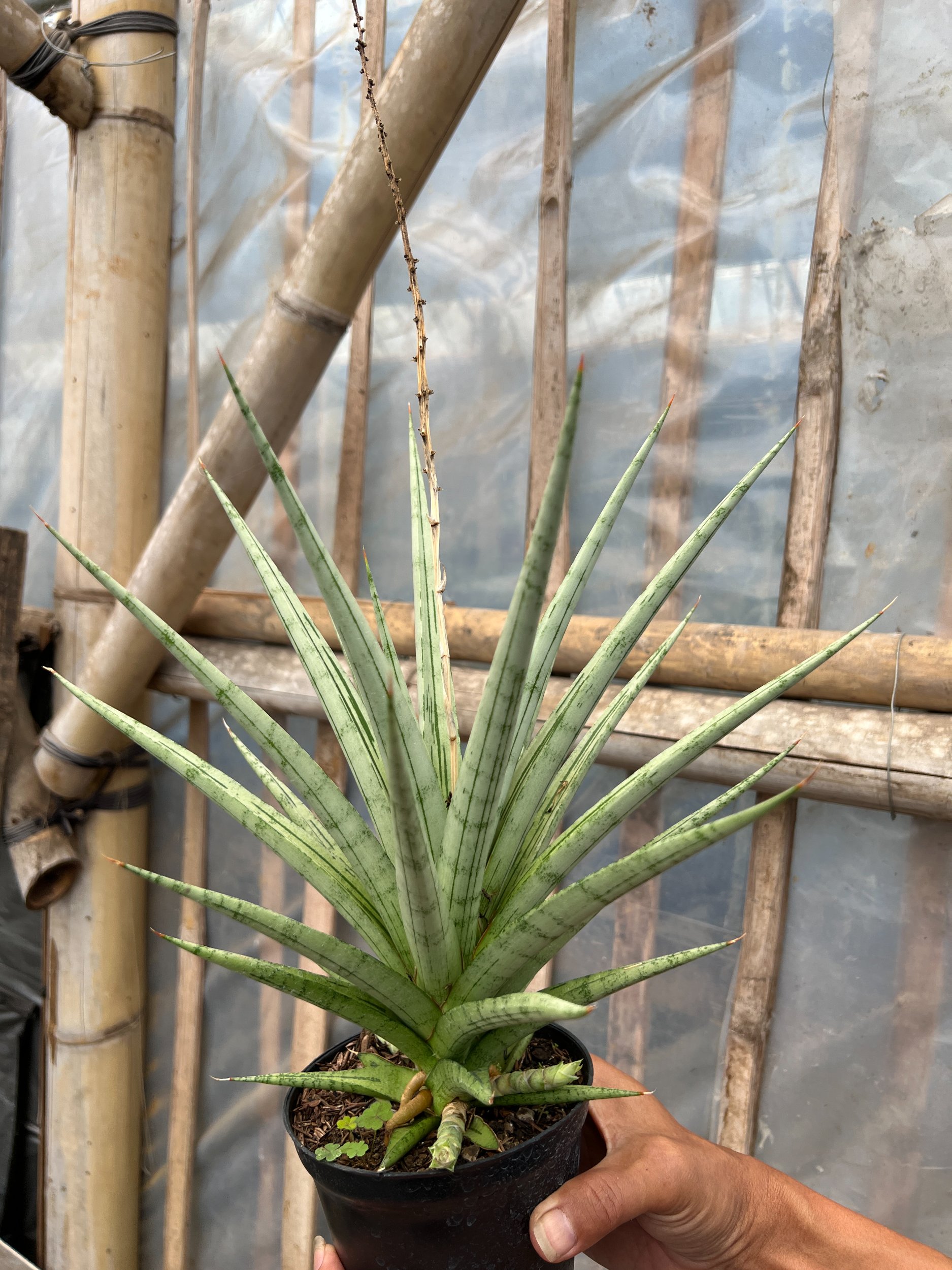 1641. Sansevieria Cinta Size 30 Cm - Image 4
