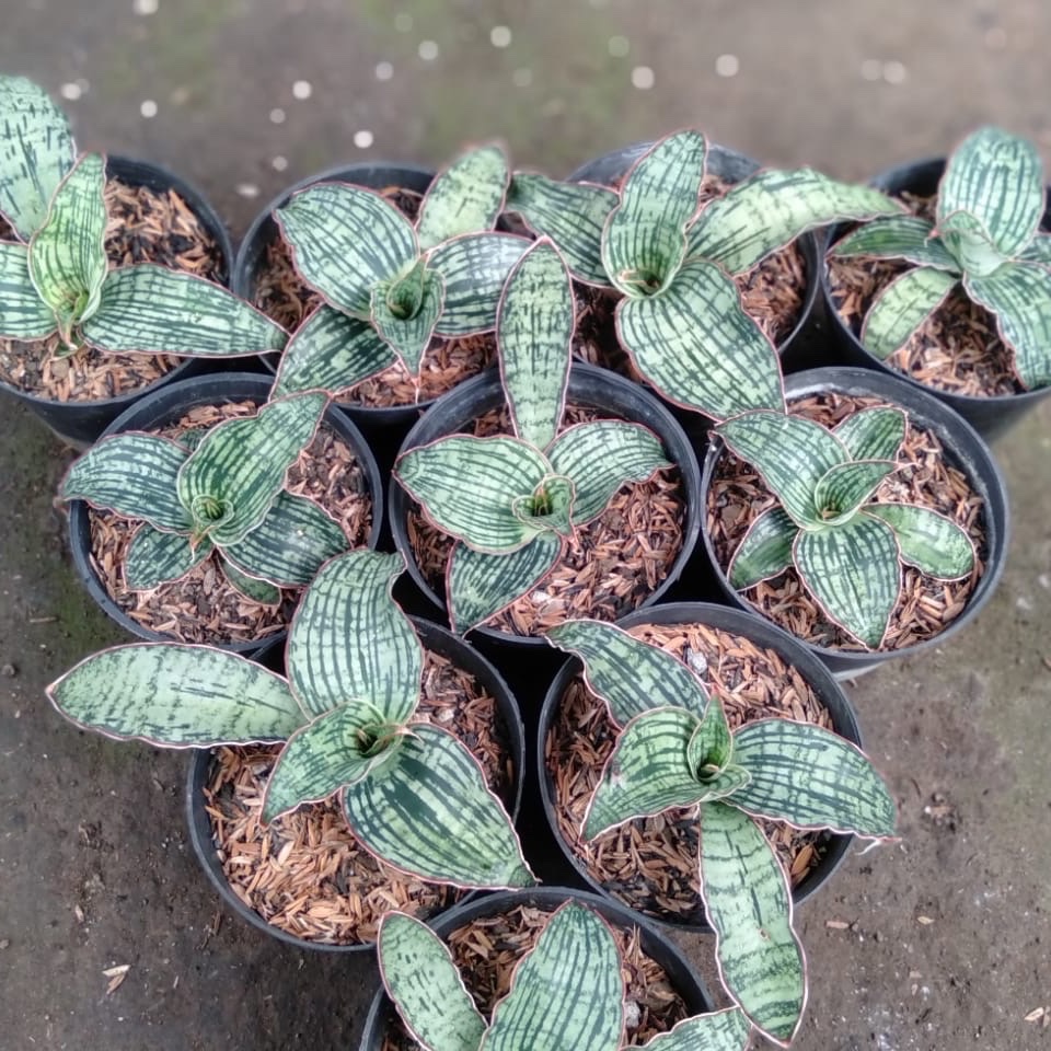 1709. Sansevieria Cleopatra 10pcs - Image 2
