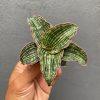 1709. Sansevieria Cleopatra 10pcs